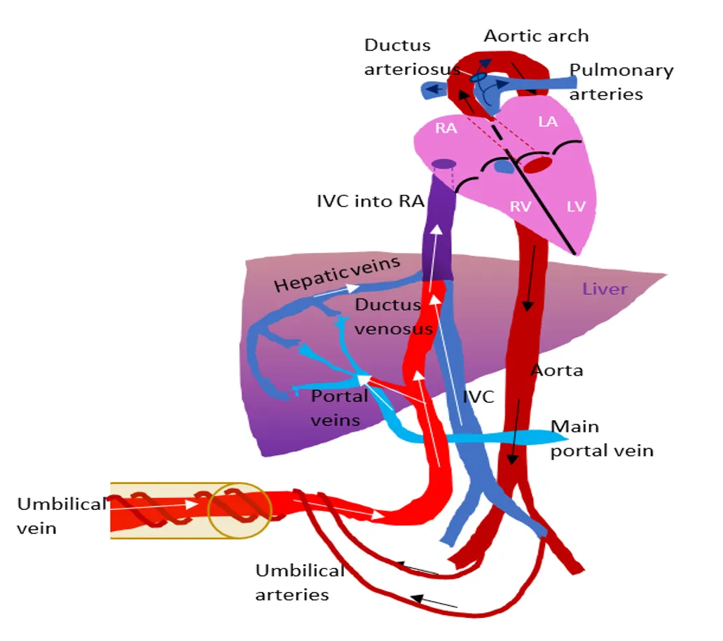 A colorful medical diagram showing fetal blood circulation. It maps the flow of blood from the umbilical cord up through the liver and heart, using red, blue, and purple vessels with white and black arrows to indicate the direction of flow. Major structures like the heart chambers, liver, aorta, and umbilical vein are clearly labeled.